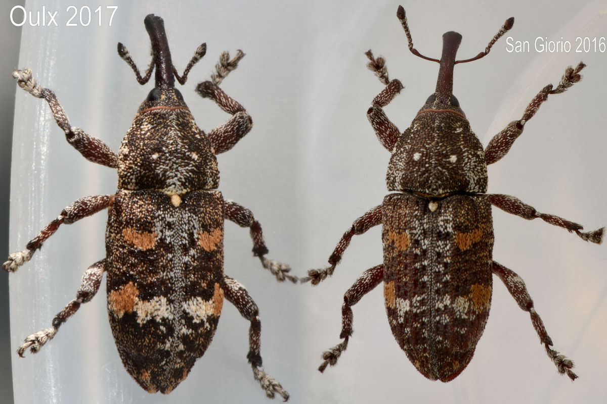 Curculionidae: Pissodes castaneus? S, a confronto con P. validirostris